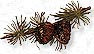 Adirondack Jewelry, Pinecones,Charms, New York Jewelry, Gold, Silver, Sterling Silver, Gold charms, Charm Bracelets, Bear on all fours, Packbaskets, Bear on all fours, Raccoon, Bears, Adirondack Bear on all fours